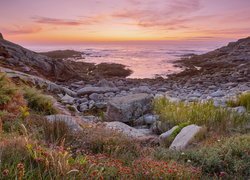 Kolorowa roślinność na kamienistym brzegu morza w Galicji