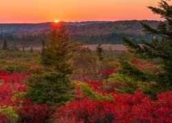 Stany Zjednoczone, Stan Wirginia Zachodnia, Dolly Sods Wilderness, Zachód słońca, Jesień, Drzewa, Roślinność, Kolorowa
