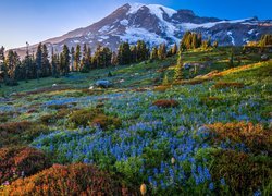 Ośnieżone, Góry, Stratowulkan, Mount Rainier, Drzewa, Łąka, Niebieskie, Kwiaty, Łubin, Park Narodowy Mount Rainier, Stan Waszyngton, Stany Zjednoczone