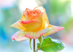 Kolorowa rozkwitnięta róża