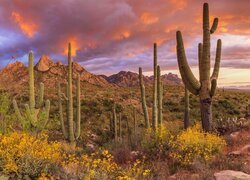 Stany Zjednoczone, Park Stanowy Catalina, Góry, Santa Catalina Mountains, Kaktusy, Roślinność, Chmury