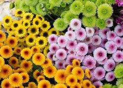 Kolorowe chryzantemy drobnokwiatowe