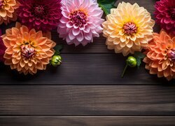 Kolorowe dalie na ciemnych deskach