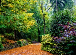 Park, Aleja, Kolorowe, Drzewa