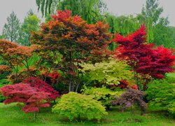 Kolorowe drzewa i krzewy