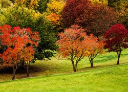 Kolorowe drzewa jesienią