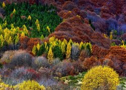 Kolorowe drzewa jesienną porą