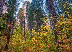 Kolorowe drzewa na tle gór w Parku Narodowym Yosemite