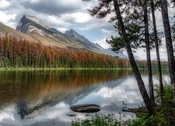 Kolorowe drzewa nad jeziorem Honeymoon Lake w Parku Narodowym Jasper w Kanadzie