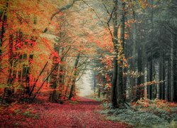 Las, Drzewa, Jesień, Roślinność, Kolorowe, Liście
