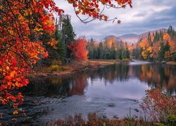 Jesień, Kolorowe, Drzewa, Las, Rzeka, Góry