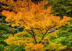 Jesień, Las, Kolorowe, Drzewa, Liście