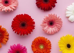 Kolorowe gerbery na różowym tle