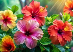 Kolorowe, Kwiaty, Hibiskusy
