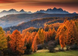 Kolorowe jesienne drzewa na tle mgły nad górami