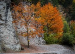 Kolorowe jesienne drzewa obok skał