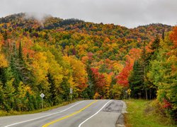 Jesień, Kolorowe, Drzewa, Las, Droga, Mgła