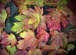 Kolorowe jesienne liście klonu