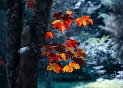 Kolorowe jesienne liście na gałązkach drzewa