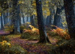 Las, Drzewa, Dróżka, Jesień