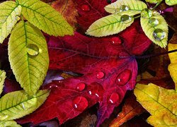 Jesień, Kolorowe, Liście, Krople