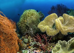 Kolorowe koralowce w zbliżeniu