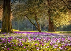 Park, Wiosna, Drzewa, Kwiaty, Krokusy