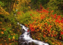 Jesień, Las, Rzeka, Kolorowe, Krzewy, Kamenie