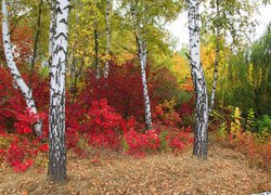 Jesień, Las, Drzewa, Brzozy, Kolorowe, Krzewy, Rośliny