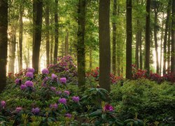 Las, Drzewa, Krzewy, Różaneczniki, Rododendrony