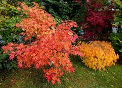 Kolorowe, Krzewy, Jesień