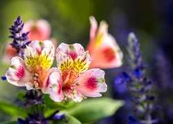 Kolorowe kwiaty alstremerii z szałwią w tle