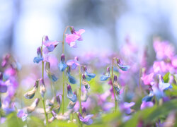 Kolorowe kwiaty groszku wiosennego