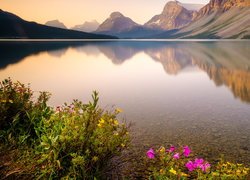 Kolorowe kwiaty na brzegu jeziora Bow Lake