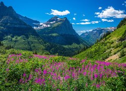 Stany Zjednoczone, Montana, Park Narodowy Glacier, Góry Skaliste, Drzewa, Łąka, Kwiaty