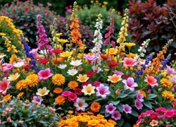 Kolorowe kwiaty na rabacie ogrodowej