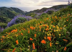 Stany Zjednoczone, Stan Kalifornia, Stanowy Park Garapatta, Sobranes Canyon, Wzgórza, Góry, Kwiaty, Morze, Wybrzeże Big Sur