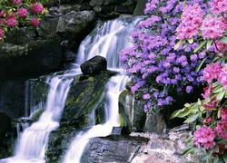 Kolorowe kwiaty rododendronów nieopodal skalnego wodospadu