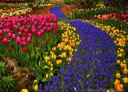 Ogród, Kwiaty, Tulipany, Szafirki