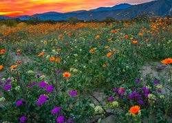 Park stanowy, Anza Borrego Desert, Łąka, Kwiaty, Wzgórza, Kalifornia, Stany Zjednoczone