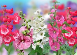 Kolorowe, Kwiaty, Malwy, Grafika 2D