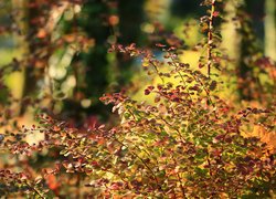 Kolorowe liście berberysu jesienią