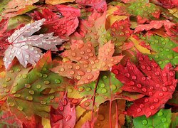 Kolorowe liście klonu w kroplach