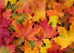 Jesień, Liście, Kolorowe, Klon