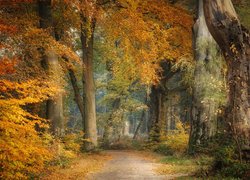 Kolorowe liście na drzewach w jesiennym lesie