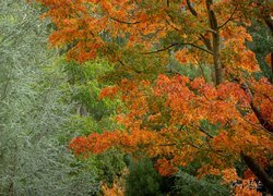 Kolorowe liście na drzewie