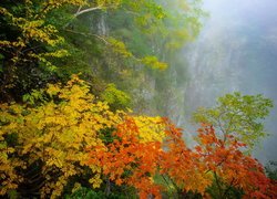 Jesień, Las, Drzewa, Gałęzie, Kolorowe, Liście, Mgła, Skała