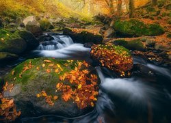 Kolorowe liście na omszałych kamieniach przy leśnym potoku