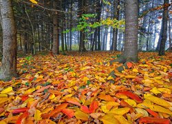 Jesień, Las, Drzewa, Kolorowe, Pożółkłe, Liście