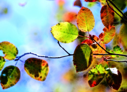 Kolorowe liście w grafice fractalius